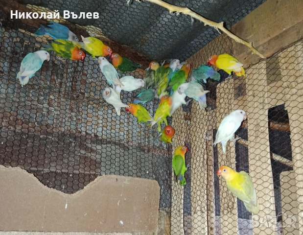 Неразделки 