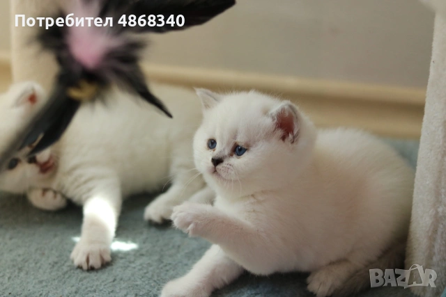 Британски късокосмести котенца – Silver Shaded, Golden Shaded и Colourpoint, снимка 5 - Британска късокосместа - 55063942