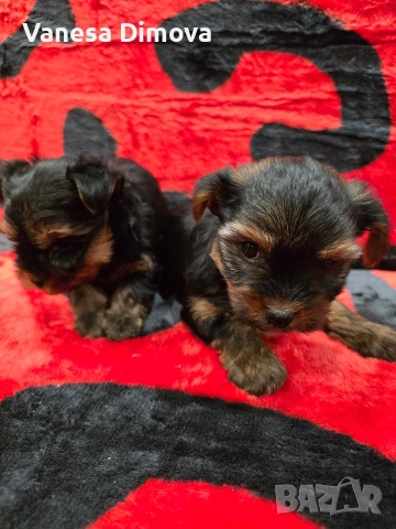 мини йоркширски териер, снимка 3 - Йоркширски териер - 53978974