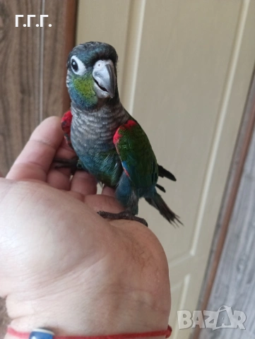 Бебета Пирура перлата, снимка 6 - Папагали - 54287717
