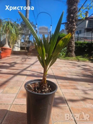 Палма Юбея , Jubaea chilensis