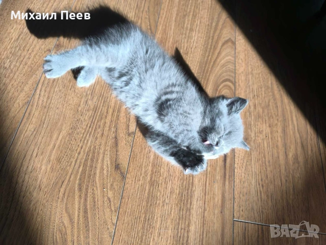 Мъжко британско късокосместо коте търси любящ дом