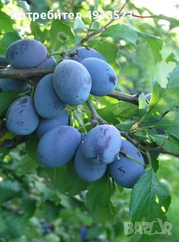 Продавам сливи за ракия