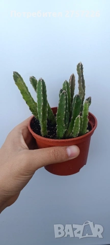 Stapelia hirsuta, снимка 3 - Стайни растения - 54758719