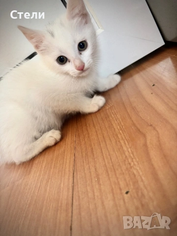 Котенца, снимка 3 - Други - 54383924