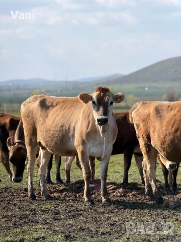 Джарсе-Жарсе- юници -датски Чостокръвни 
