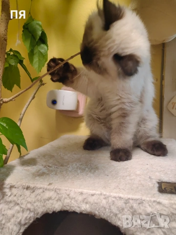 Регдол/ Ragdoll котенце, снимка 2 - Други - 55083658