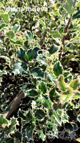 Джел, Илекс Сребърна Кралица, Ilex aquifolium Silver Queen, студоустойчив, многогодишен бодлив храст, снимка 2 - Градински цветя и растения - 54556939
