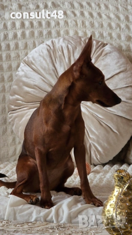 Продавам цверг пичнчер, снимка 5 - Пинчер - 54162714
