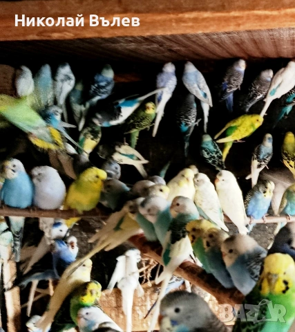 Вълнисти папагали 