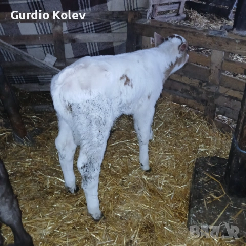 Едри Сукалчета 