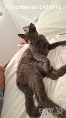 Подарява женска котка