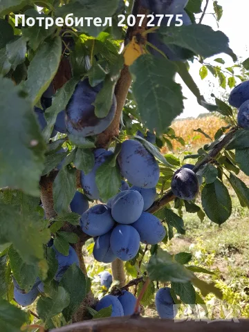 сини сливи - собствено бране