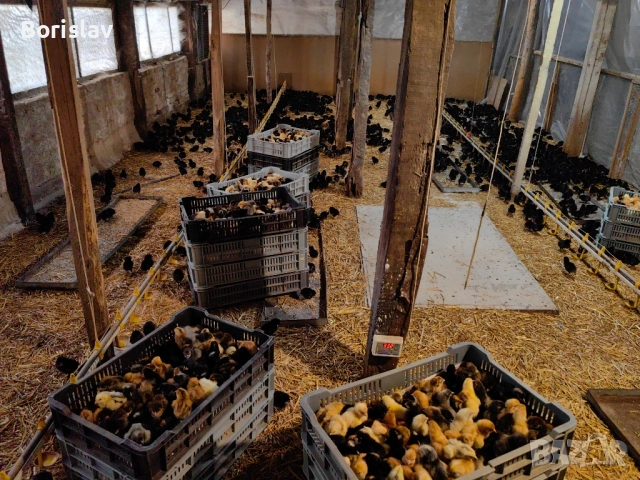 Ярки 4 месеца Шарени с.Ивански, снимка 5 - Кокошки и пуйки - 54100375