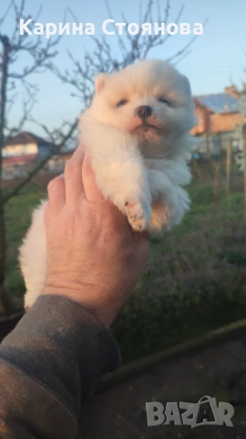 Мъжко померанче