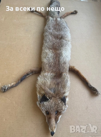 Препарирана лисица, снимка 6 - Други - 54350684