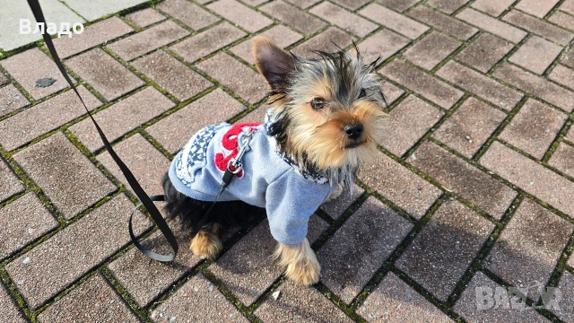 Йоркширски териер, момченце със всички аксесоари , снимка 4 - Йоркширски териер - 54082629