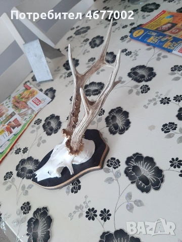 голям сръндак