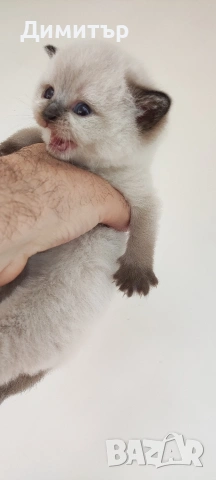 Кълърпойнтчета шотландски, снимка 6 - Британска късокосместа - 54252898