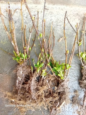 Хортензия бяла и розова , снимка 9 - Разсади - 50764477