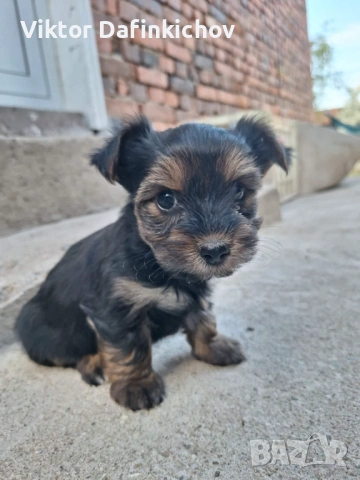 Мини йорки, снимка 6 - Йоркширски териер - 54316527