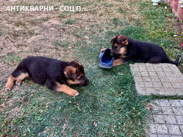 Немски Овчарки, Немска Овчарка. 