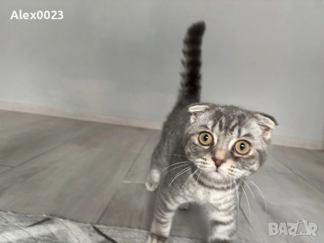 Шотландско клепоухо мъжко 🐈, снимка 3 - Британска късокосместа - 54196439