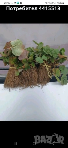 Разсад ягоди