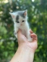 Котенца, снимка 1