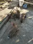 продавам белгийки, снимка 3