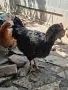 Домашни петли Средец, снимка 5