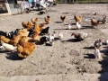 Шоботата са чистокръвни цената е за чифт! , снимка 15
