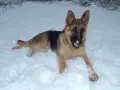 Немска овчарка..., снимка 1