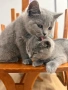 🐾 Прекрасни женски котенца Британска късокосместа търсят своя дом 🐾, снимка 4