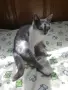 Женска котка от Перник търси дом, снимка 8