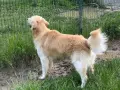 Подарявам голдън ретривър, снимка 3