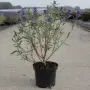 Caryopteris ‘Heavenly Blue'(Кариоптерис ‘Небесносин’), снимка 3