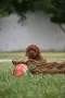 Той пудел Toy poodle, снимка 5
