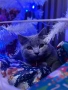 Котенце , шотландско клепоухо, снимка 3