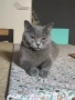 Чистокръвни британски котенца , снимка 11