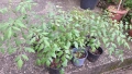 Продавам декоративно растение Китайски мехурник (Koelreuteria paniculata), снимка 2