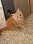 котенца Мейн Куун, снимка 4