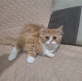 Персийски котета, снимка 11