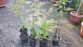 Продавам декоративен храст Сорбария (Sorbaria), снимка 1