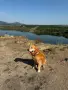 🐶 Продавам прекрасни кученца! 🐶  Търсят своя нов, любящ дом! ❤️  Малки, здрави, игриви, снимка 3