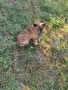 осиновяване на куче шпиц на 6м., снимка 2