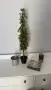 IKEA изкуствено растение дърво, саксия, светлини, декорация ИКЕА, снимка 1