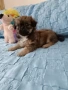 Продавам малки пекинези, снимка 3