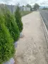 Туя за Саксий,кашпи,жив Плет, снимка 2