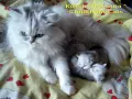 Пухкаво коте, сребърна чинчила, синьо-зелени очи, момиче, BRL ns 11, Никопол, снимка 2